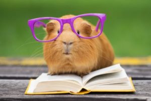 hamster reading